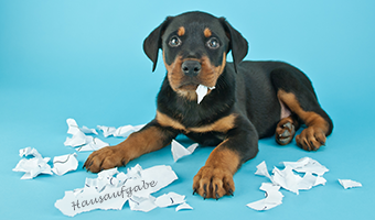 Junger Hund hat Papier mit der Aufschrift Hausaufgaben zerfetzt.